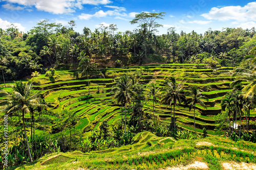 Rice terrace in summer, Bali, Indonesia