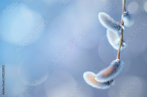 Natural Spring background with pussy-willow branch with catkins