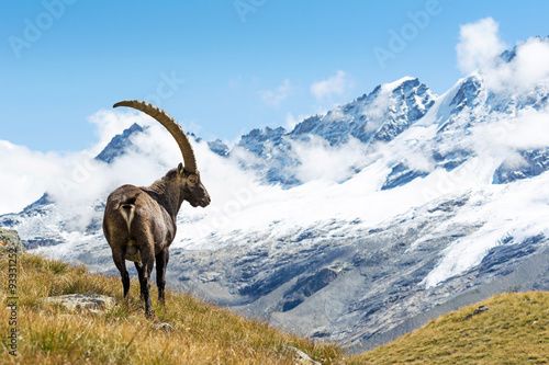 Alpine Ibex (Capra ibex), Gran Paradiso National Park, Italy