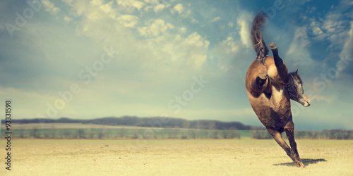 Horse plays and kick backwards on autumn pasture background, banner