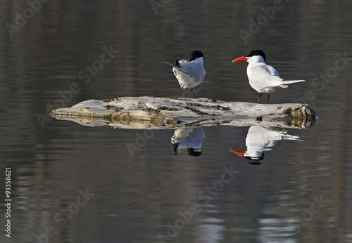 A pair of Caspian Terns (Hydroprogne caspia) sitting on a log shot in Snyder's Flats, Bloomingdale, Ontario, Canada.