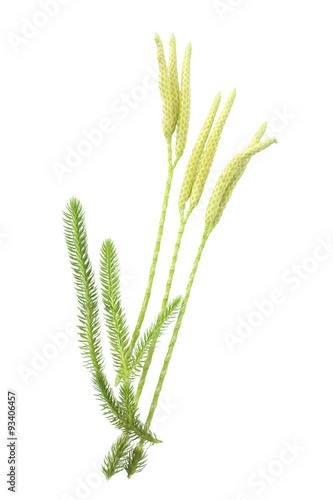 Lycopodium clavatum with sporophylls