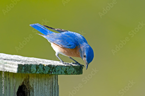 Male Eastern Bluebird