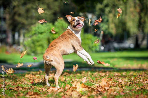 American staffordshire terrier dog catching falling leaves in autumn 