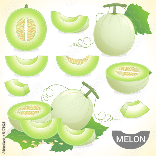 Set of cantaloupe honeydew honeymelon fruit in various styles vector format