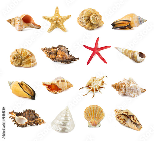 seashell isolated on a white