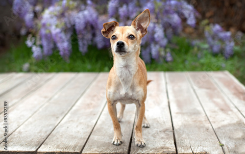 Toy breed Chihuahua dog on wood boards in front of purple Wisteria flowers