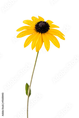 Yellow flower. Flower of Rudbeckia hirta isolated on white background.