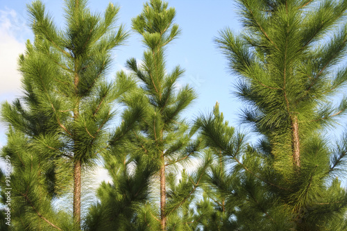 Juvenile pine trees in a forestry plantation