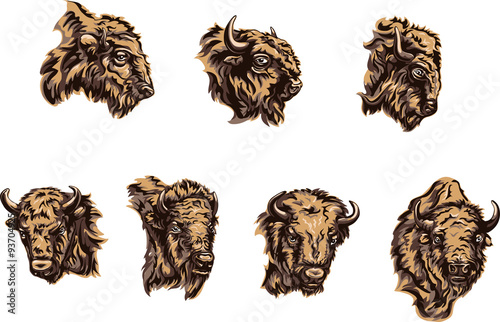 buffalo, color illustration, portrait, various postures of the animal, buffalo head