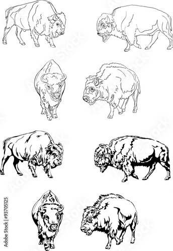 bison, buffalo, aviary, safari bison herbivore, prairie, reservation, horn, portrait, various postures of the animal, buffalo head
