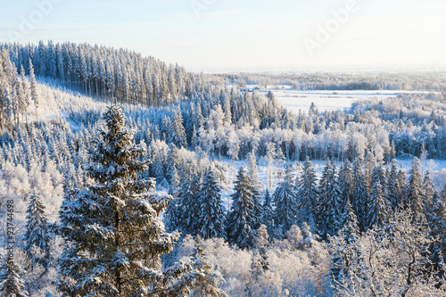 View of the forest landscape in winter