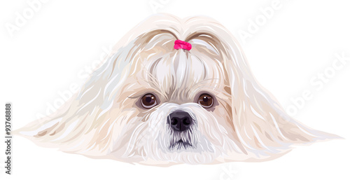 Shih tzu dog portrait in bright white colors