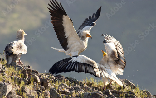 Egyptian Vulture (Neophron percnopterus)