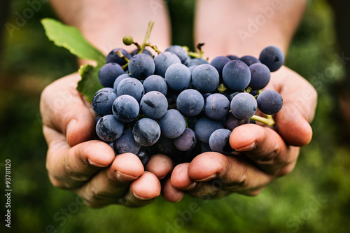 Zbiór winogron