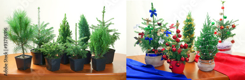 Organic miniature Christmas tree