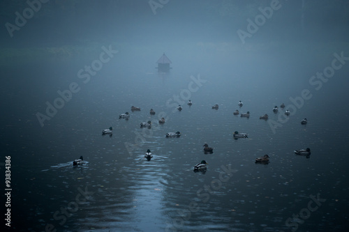 mgliste jezioro z ptakami