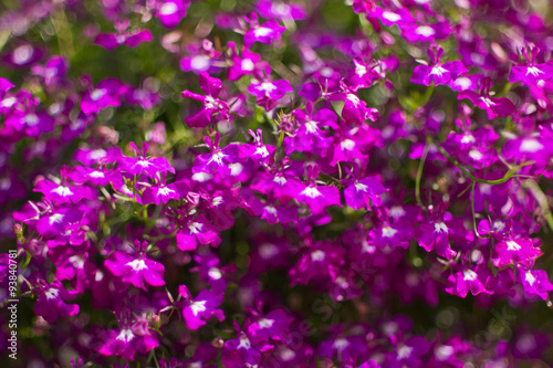 Purple lobelia (Lobelia inflata), also called Indian tobacco