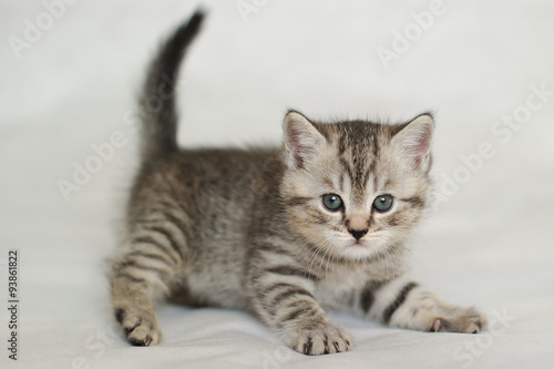 Striped kitten, tiger kitten on a white background, pet, Pets, cute little kitten.