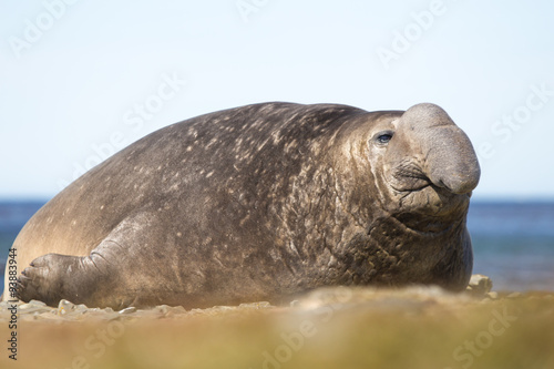 Male Southern Elephant Seal (Mirounga leonina)
