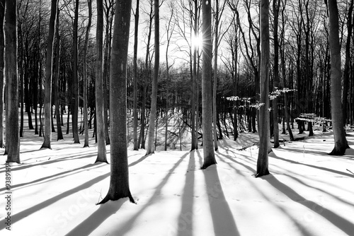Sun in the wood between the trees strains in winter landscape in black and white