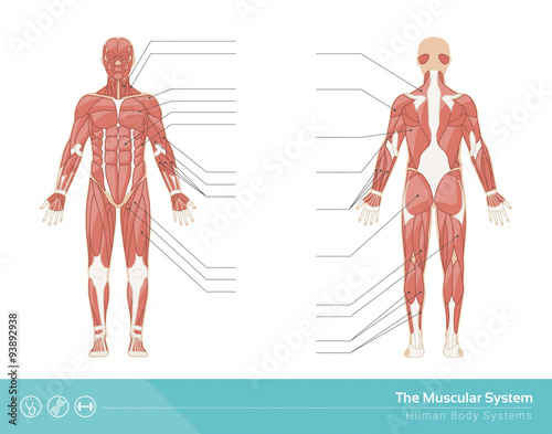 The muscular system