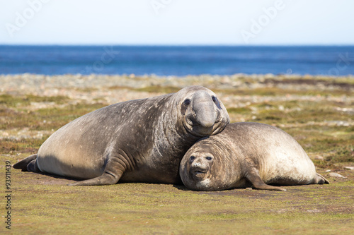 Pair of Southern Elephant Seals (Mirounga leonina) Falkland Isla