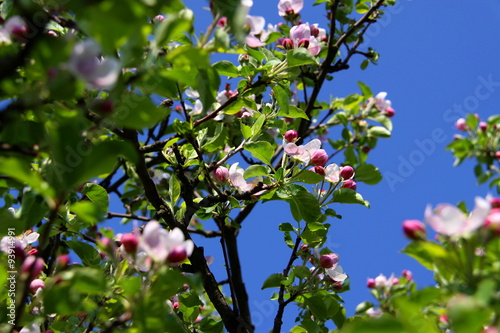 Spring blossom