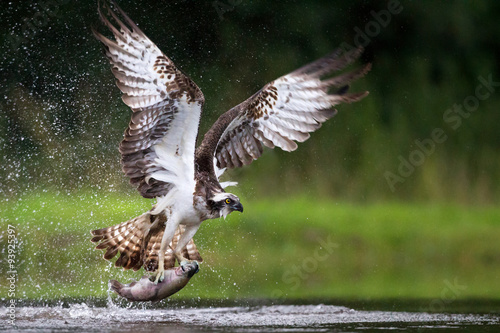 Osprey fishing and hunting on a Scottish loch.