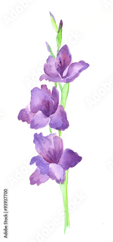 Branch of purple gladiolus/ branch of purple gladiolus flower watercolor painting by hand