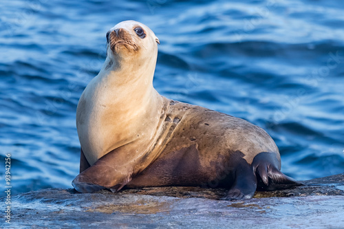 Seals in Children Pool, Point Mencinger, La Jolla