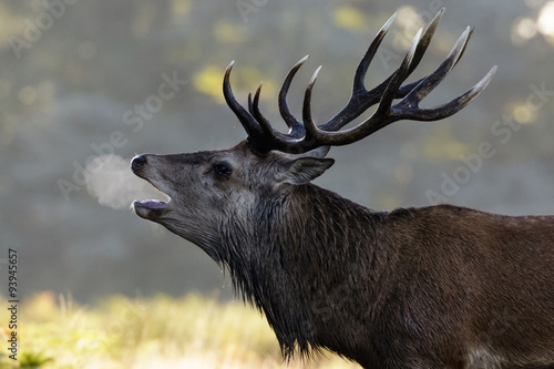 Red Deer Stag (Cervus elaphus) bellowing or bugling on a misty morning showing breath during rut rutting season