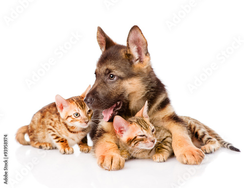 german shepherd puppy lying with bengal kittens. isolated on whi
