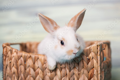 Curious baby bunny gazing from a basket