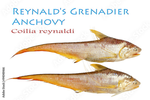 Reynald's Grenadier Anchovy – Coilia reynaldi, Valenciennes 1848..