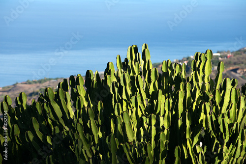 Cereus repandus , Kakteengewächs, La Palma, Kanaren, Spanien, 
