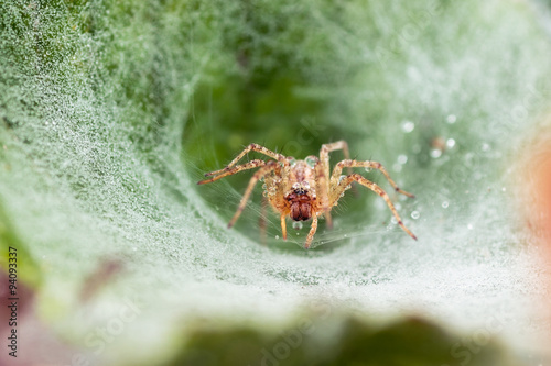 Agelenidae spider on funnel-web with dew