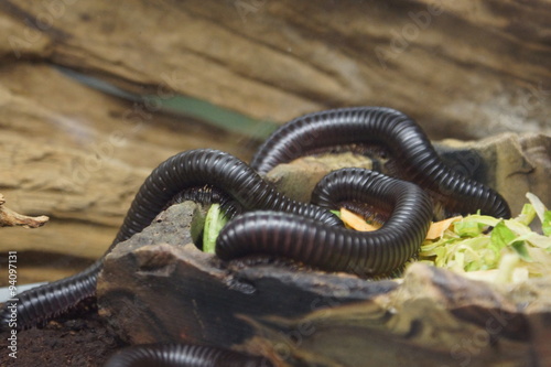 Giant African Millipede - Archispirostreptus gigas