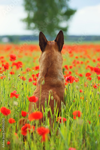 Belgian Shepherd dog Malinois sitting in a poppy field