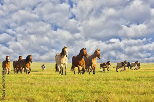 Herd of horses running on the field