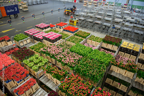 Big flower market in Netherland