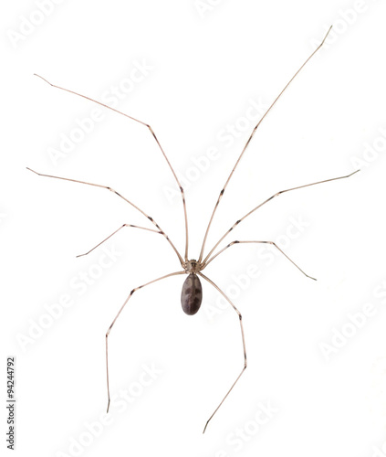 Long Bodied Cellar Spider Isolated