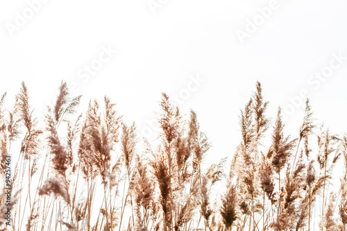 Seedy reed stalks