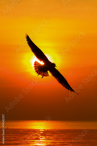 Seagull on sunset background.