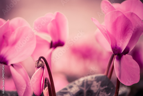 fresh pink flowers at abstract background