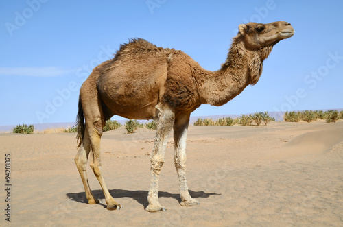 Brown dromedary