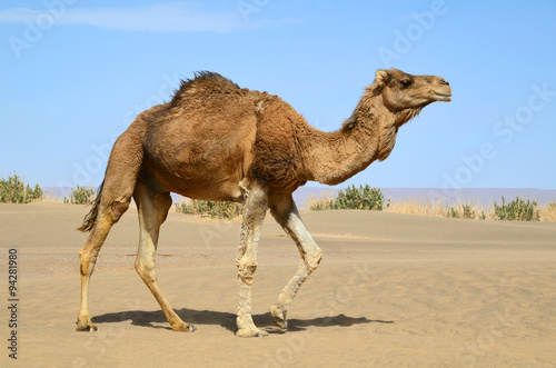 Walking camel