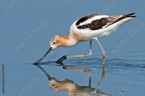 American Avocet in Breeding Colors