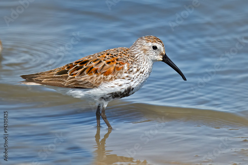 Dunlin