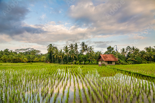 campo de arroz en bali